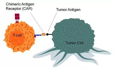 癌症细胞免疫疗法临床项目概览：超2000条管线 CAR-T是主流
