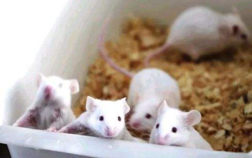 小鼠100%预防肺癌 研究开发用癌细胞制备的纳米疫苗